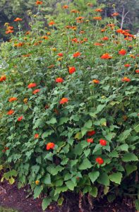 Tithonia flower outlet