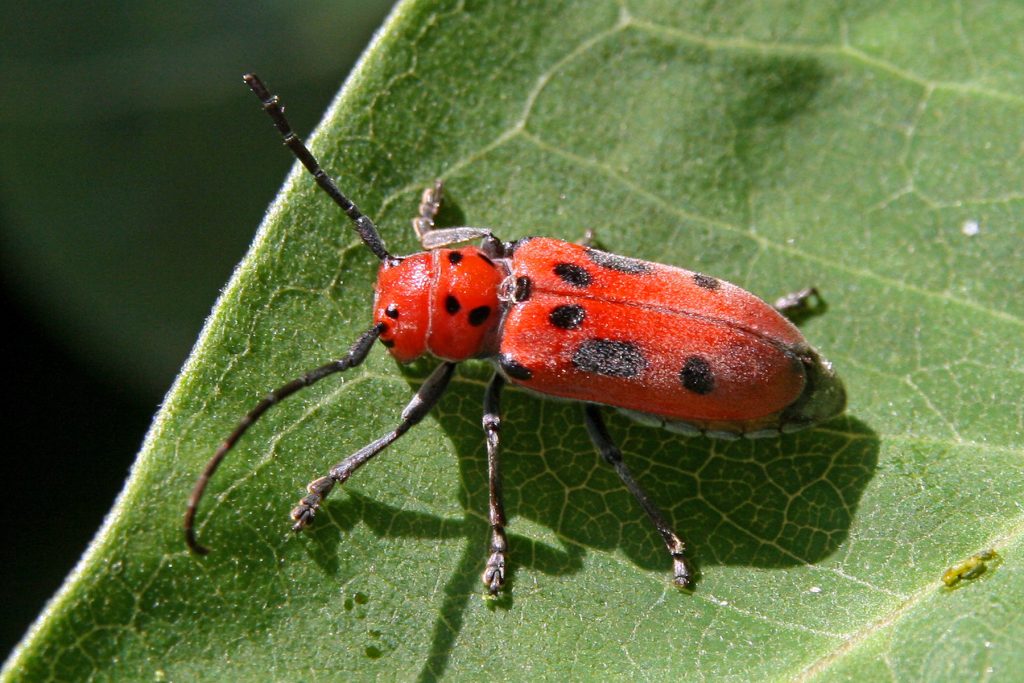 Common Milkweed Insects