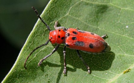 Common Milkweed Insects
