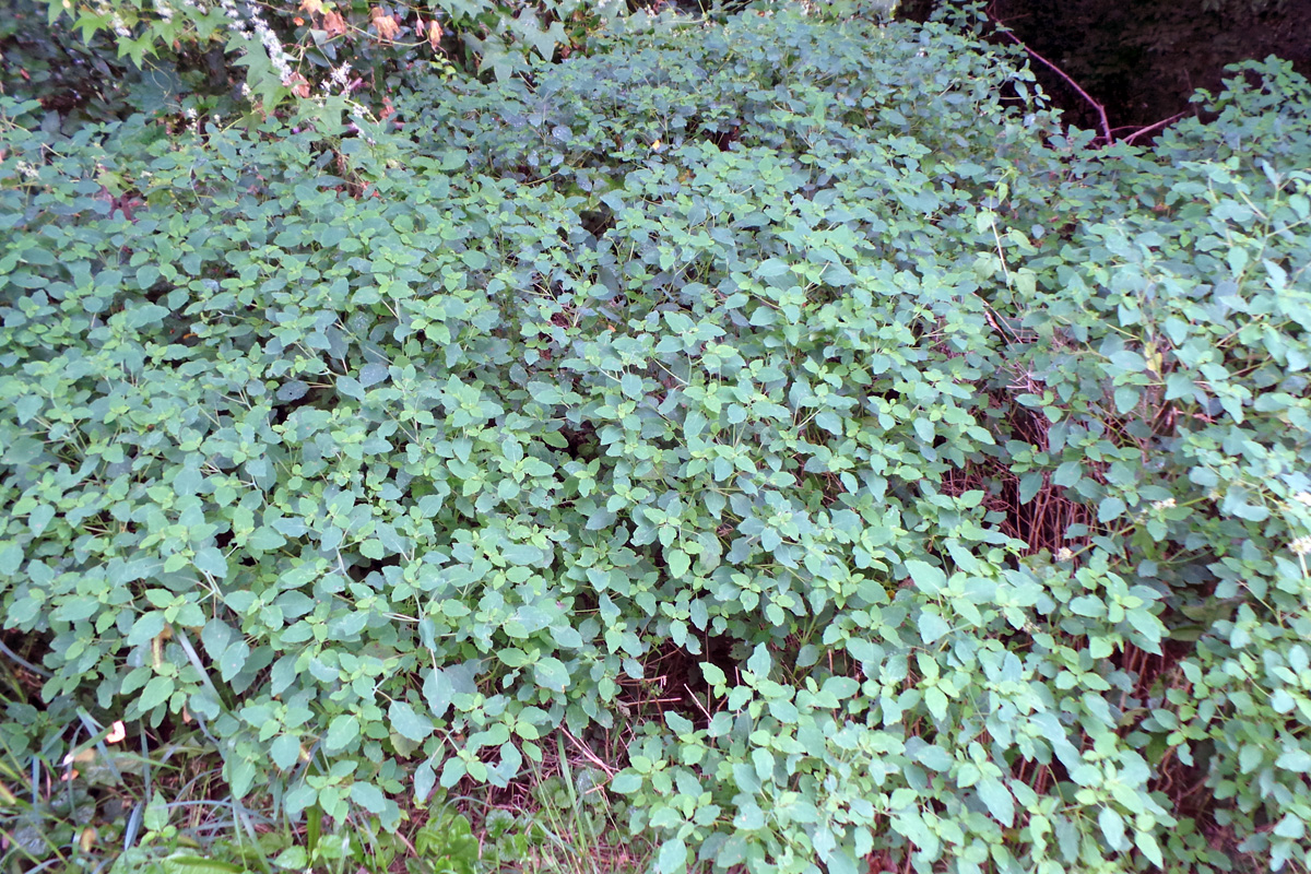 Jewelweed, Impatiens capensis – Wisconsin Horticulture