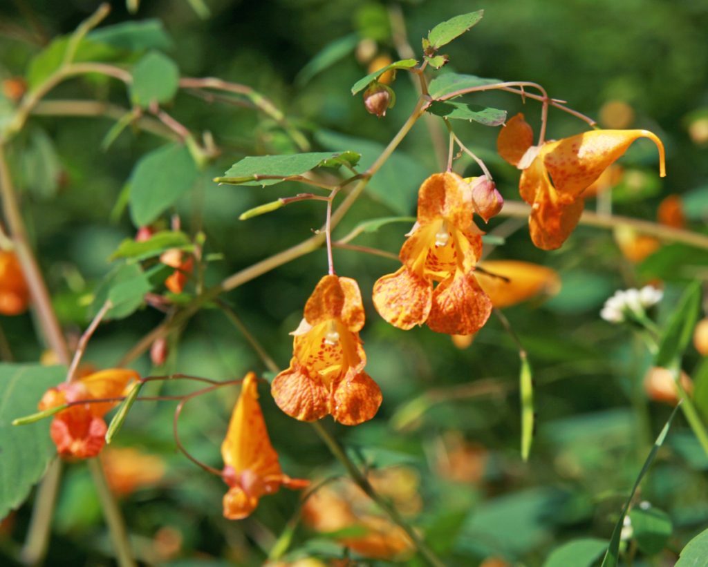 Jewelweed, Impatiens capensis Wisconsin Horticulture