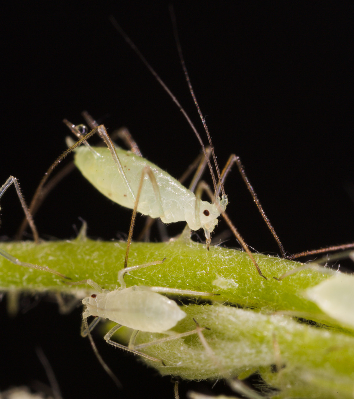 Aphids In Raspberry Aphids, in-depth – Wisconsin Horticulture