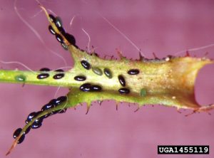 Black Aphids - What Are They and How to Kill Them - With Pictures