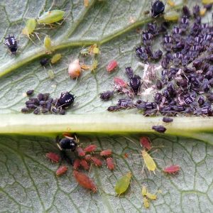 aphids