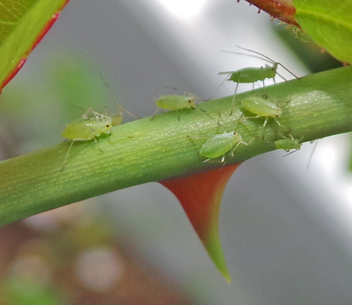 Aphids, in-depth – Wisconsin Horticulture