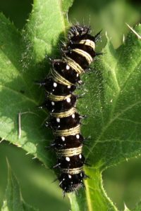 painted lady caterpillar diagram