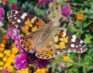 Painted Lady Butterflies in the Classroom