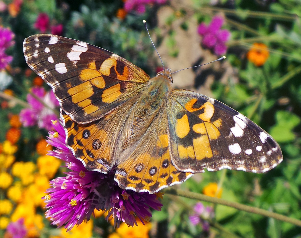 painted lady butterfly travel