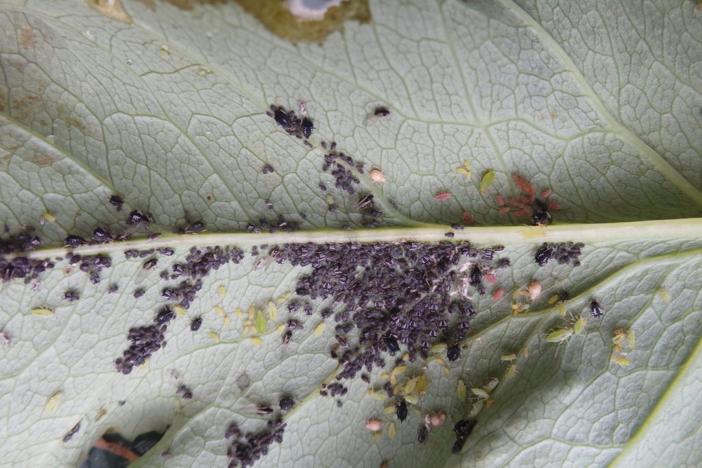 Aphids, in-depth