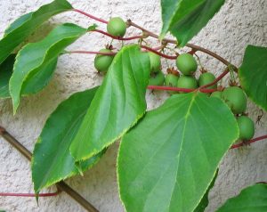 Kiwifruit - Wikipedia