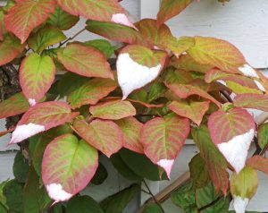 kiwi fruit tree leaves