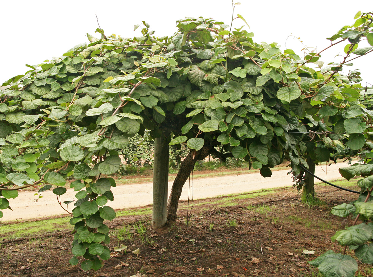 Kiwifruit Actinidia Spp Wisconsin Horticulture 0188