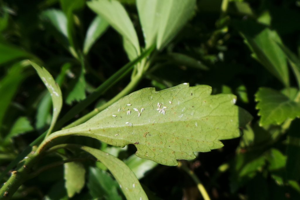 Scale Insects