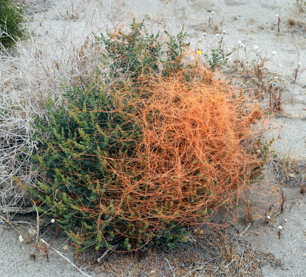 Dodder, Cuscuta spp. - Wisconsin Hagebruk | Onyx