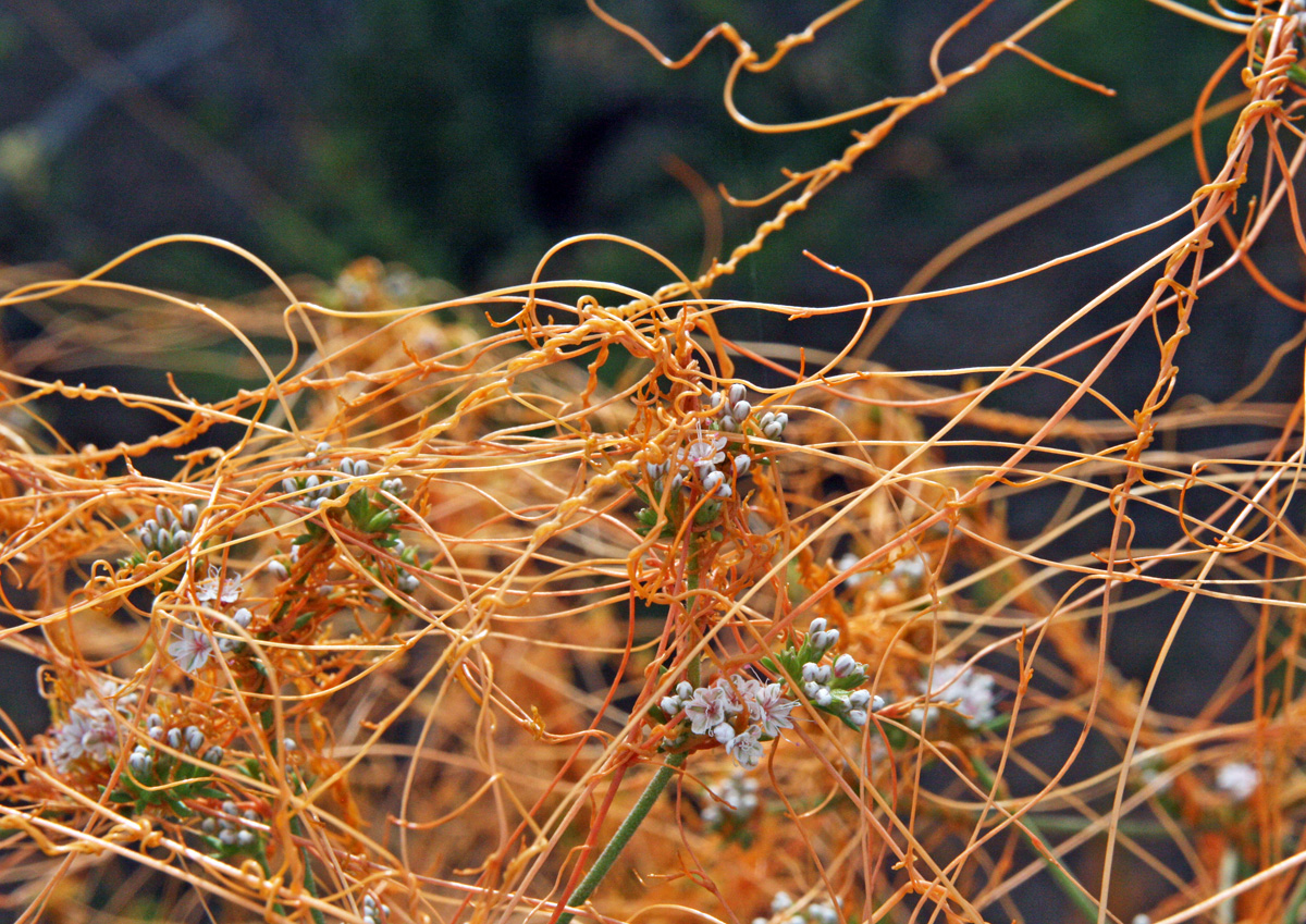 Dodder, Cuscuta spp. Wisconsin Horticulture