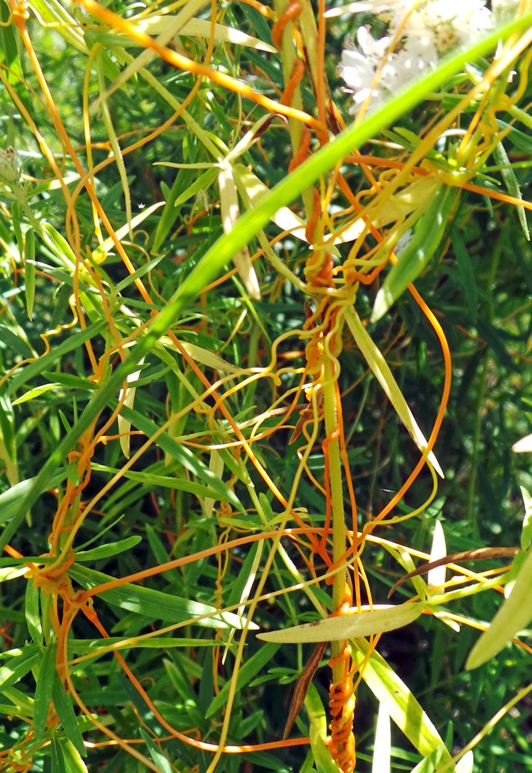 Dodder, Cuscuta spp. Wisconsin Horticulture