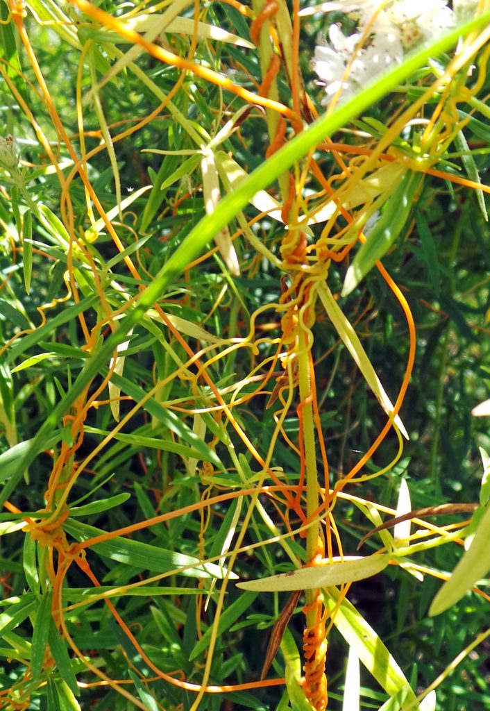 Dodder, Cuscuta spp. Wisconsin Horticulture