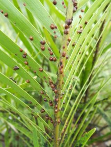 Scale Insects – Wisconsin Horticulture