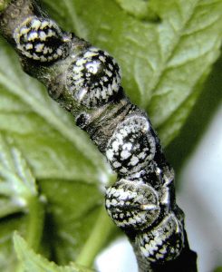 Scale Insects on Shade Trees and Shrubs