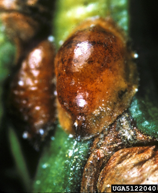 Scale Insects – Wisconsin Horticulture