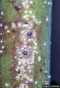 Scale Insects – Wisconsin Horticulture