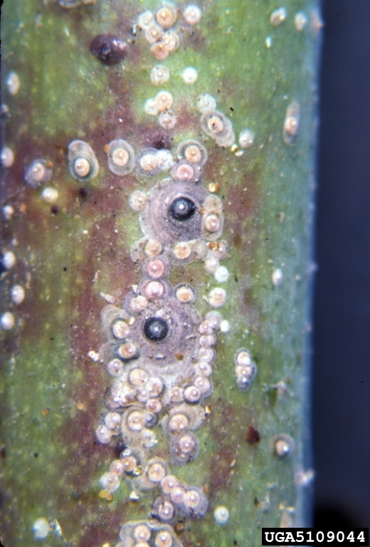 Scale Insects – Wisconsin Horticulture