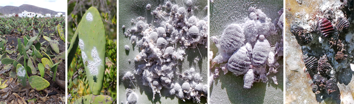 Scale Insects – Wisconsin Horticulture