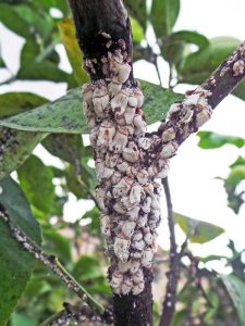 Control White Louse Scale - Treatment