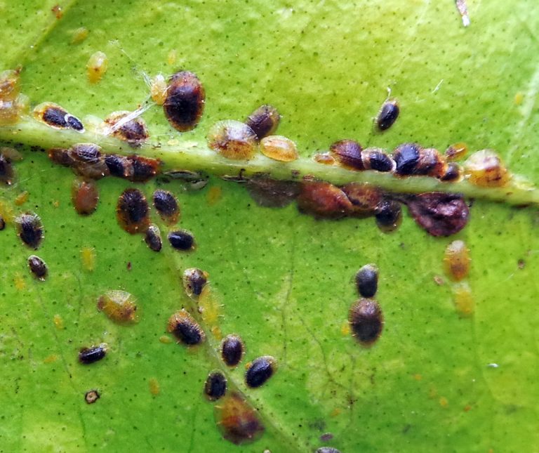 Scale Insects – Wisconsin Horticulture