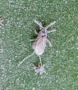 File:White scale insects.jpg - Wikipedia