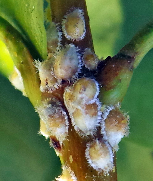 Scale Insects – Wisconsin Horticulture