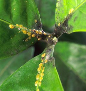 Scale Insects Wisconsin Horticulture