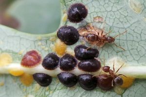 Control White Louse Scale - Treatment