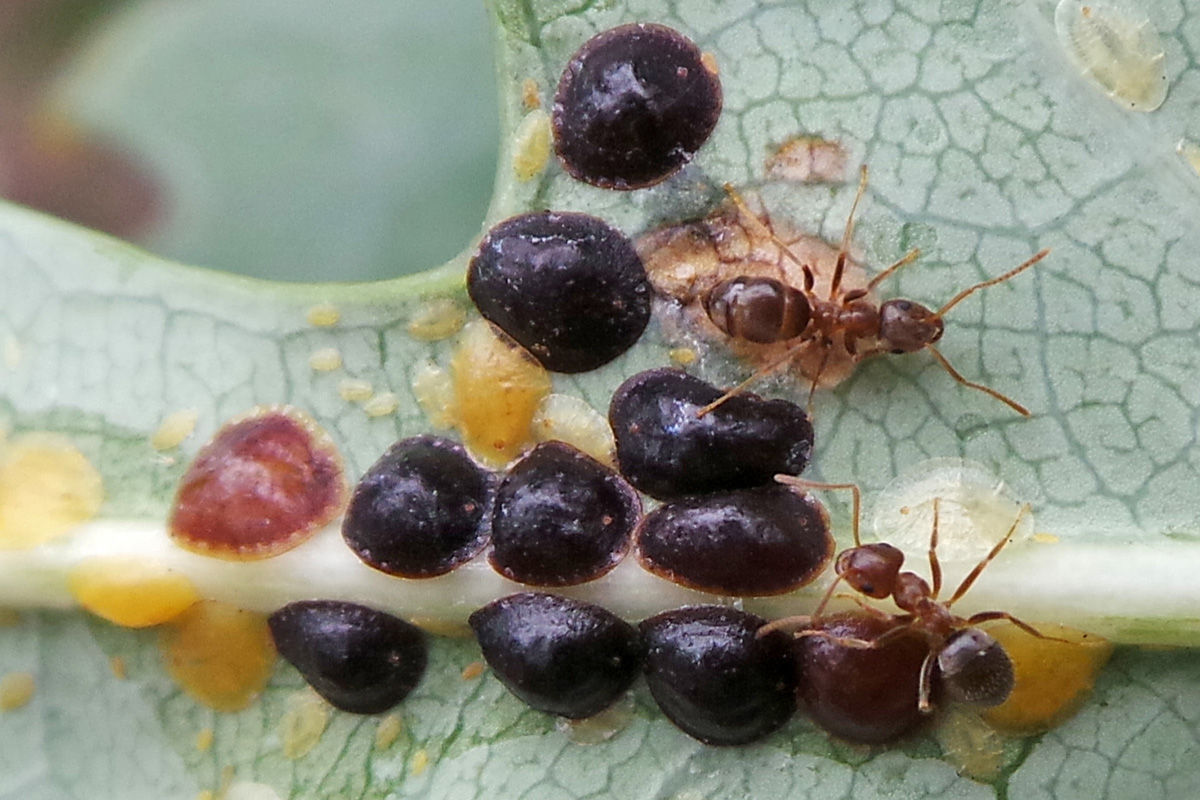 Scale Insects Wisconsin Horticulture