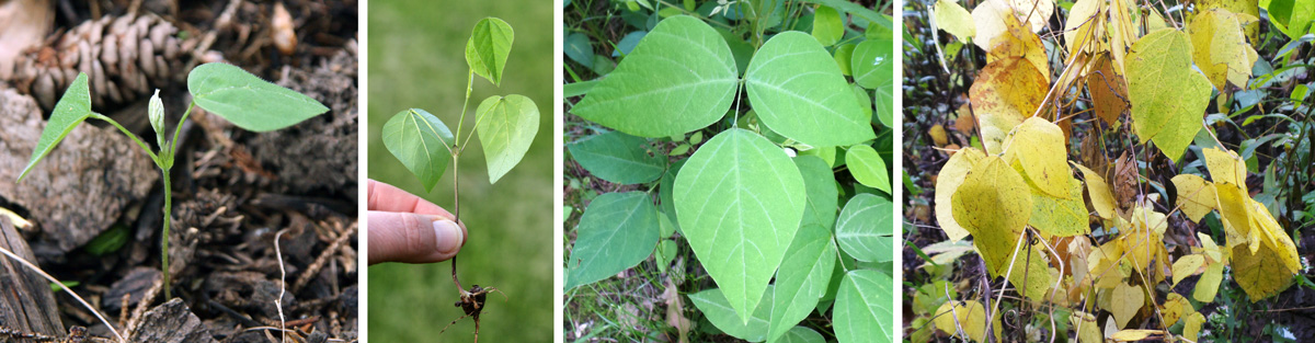 peanut leaves