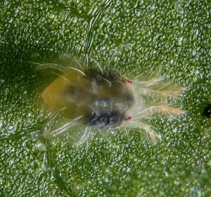 spider mite eggs red