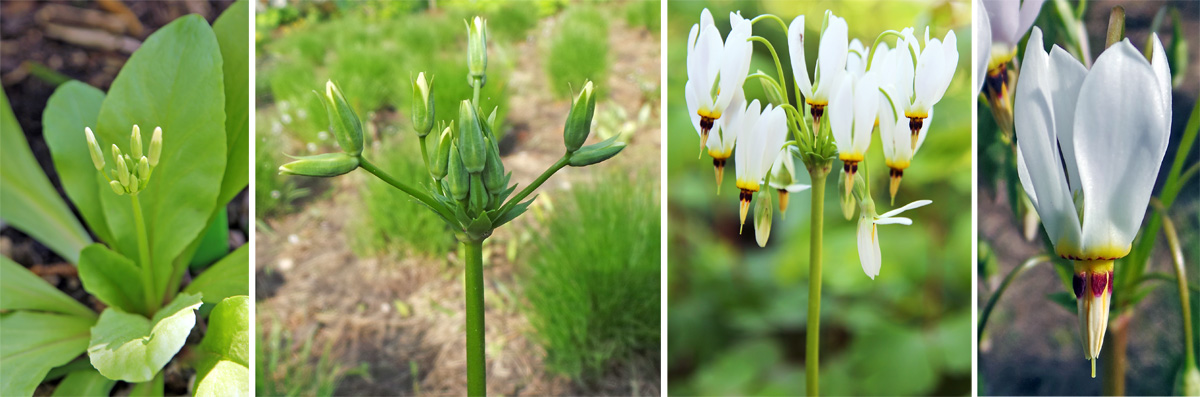 Download Shooting Star Dodecatheon Meadia Wisconsin Horticulture