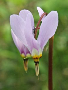 Shooting Star Dodecatheon Meadia