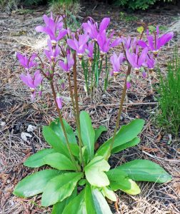 Shooting Star Dodecatheon Meadia
