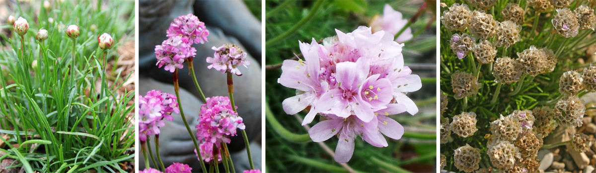 Sea thrift Armeria maritima Wisconsin Horticulture