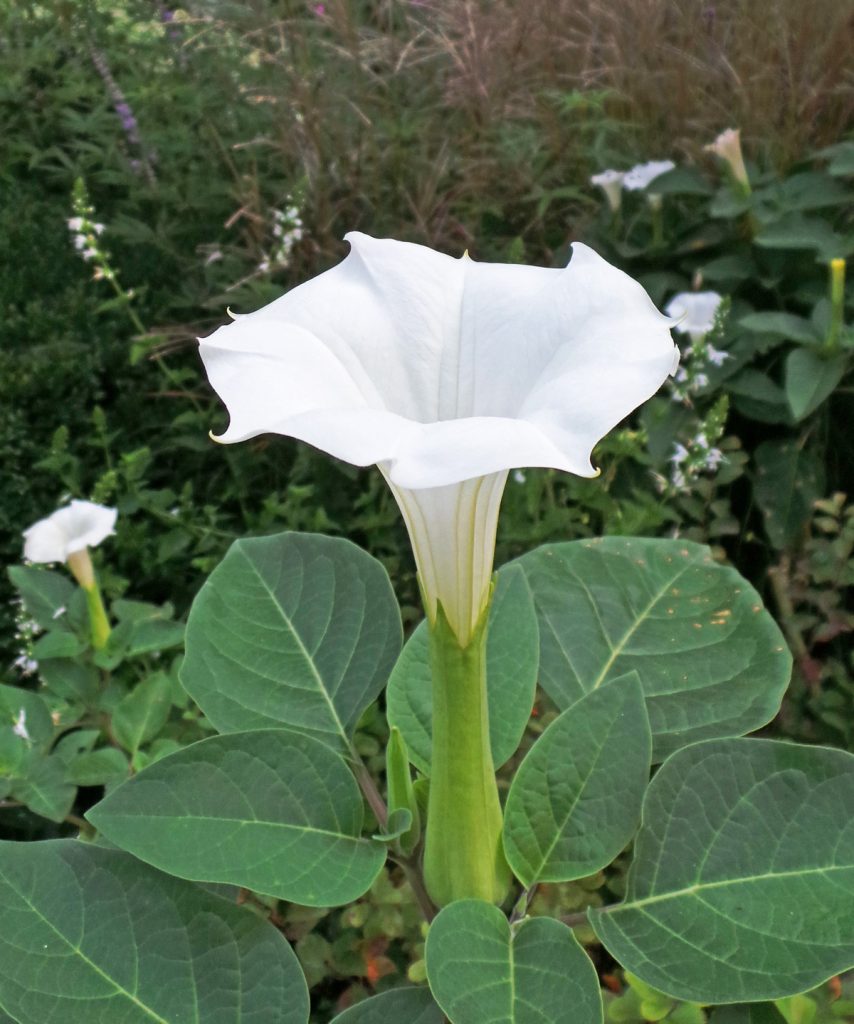 Datura Wisconsin Horticulture