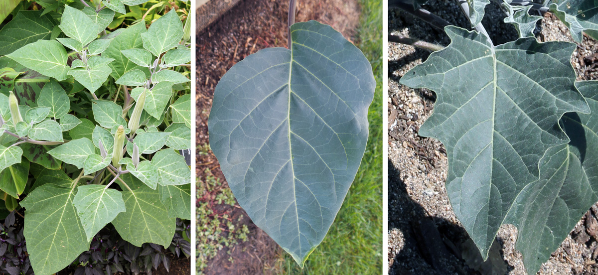 Datura Wisconsin Horticulture