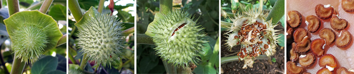 Datura Wisconsin Horticulture