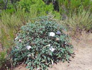 Datura Wisconsin Horticulture