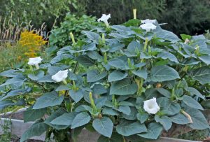 A Beautiful White Coloured Flower Of The Datura Metel. It's A Very  Effective Herbal Medicinal Plant Stock Photo, Picture and Royalty Free  Image. Image 87271577.