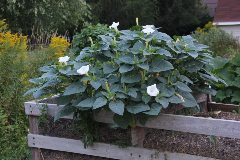 Datura