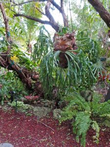 Staghorn Fern, Platycerium bifurcatum – Wisconsin Horticulture