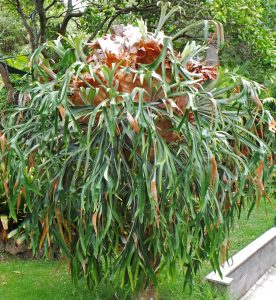 Staghorn Fern, Platycerium bifurcatum – Wisconsin Horticulture