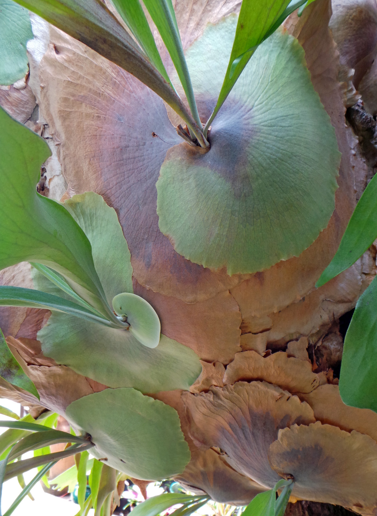 Staghorn Fern Platycerium Bifurcatum Platycerium Bifurcatum - Vrogue