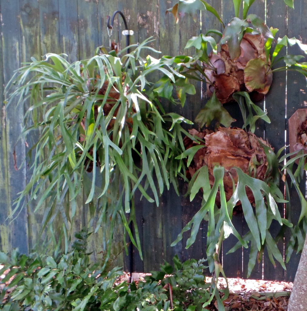 staghorn-fern-platycerium-bifurcatum-wisconsin-horticulture